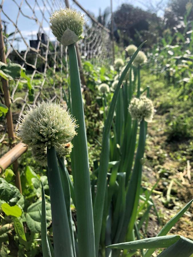 慢水山丘民宿 Slow Water Hill Yuemei Eksteriør billede